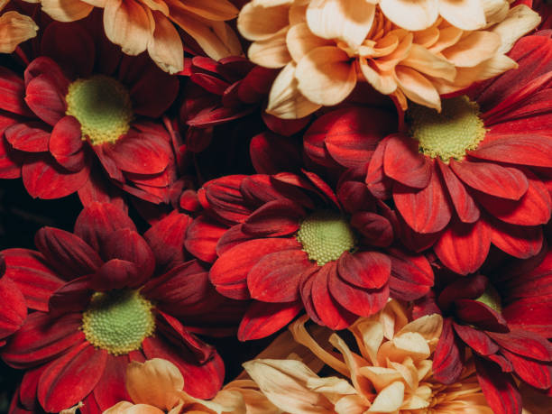 istock Burgundy and cream chrysanthemums close up 2183026086