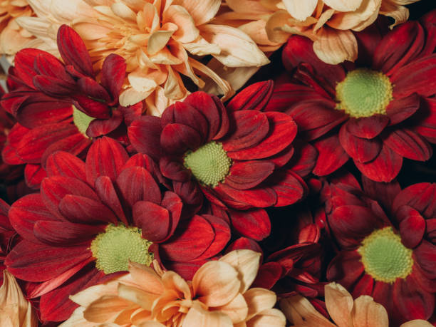 istock Burgundy and cream chrysanthemums close up 2183026112