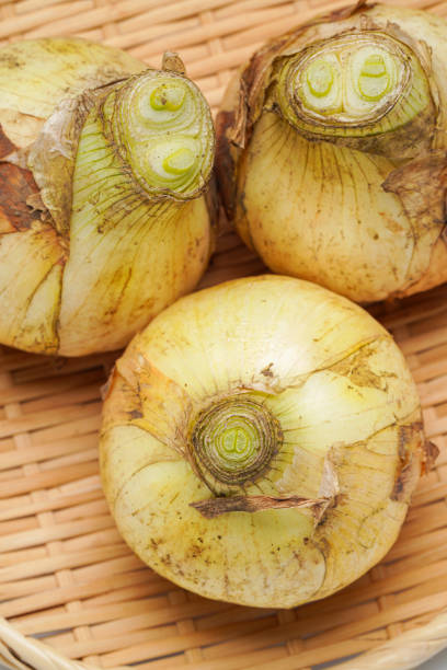 istock Raw unpeeled onions on white background 2183030522