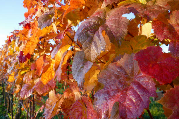 istock Autumn in Southern Styria, Austria 2183031276