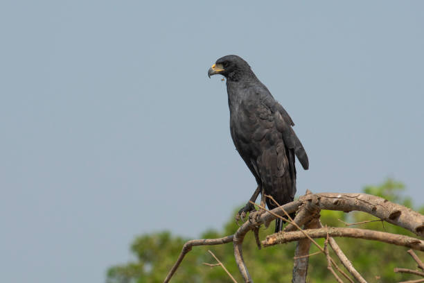 istock Great black hawk, in Pantanal Forest environment, Brazil. (Buteogallus urubitinga) 2183034124