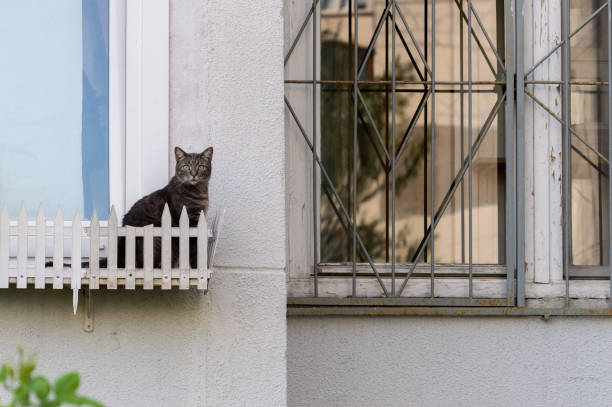 A cat is sitting on a fence next to a window. The cat is looking out the window and he is curious about something outside