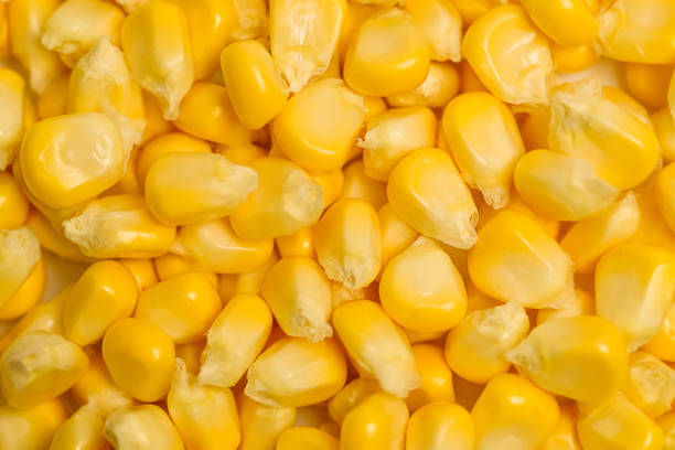 Sweet corn cob grains. Design element for product label, catalog print.