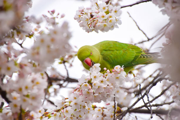 istock Ring-necked parakeet on a cherry blossom tree 2183035645