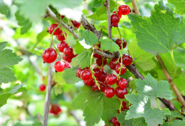 istock a bunch of red currant berries on a tree with green leaves close up 2183035987