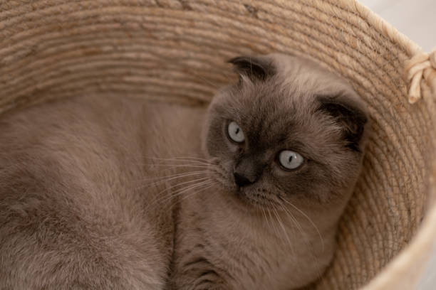 istock Fluffy gray cat with striking blue eyes resting in a woven basket at home 2183036727