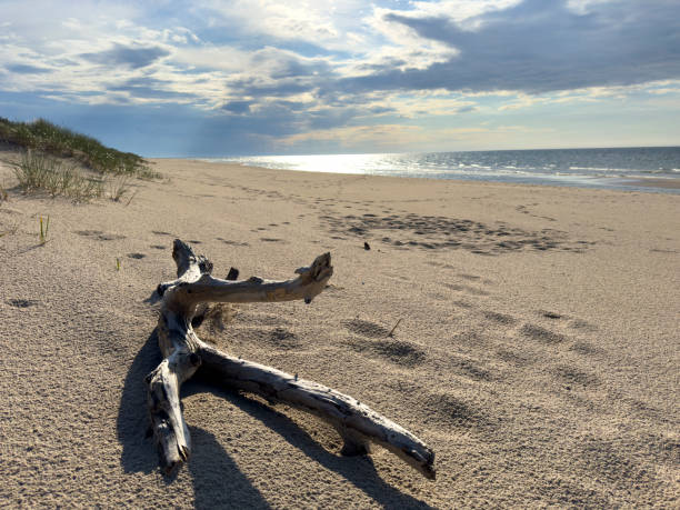 istock Driftwood on a natural beach on the Baltic Sea 2183037334