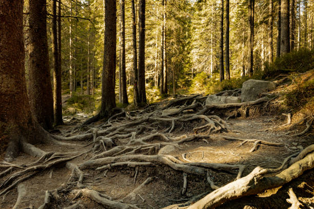 Tree roots on a hiking trail in the park.
