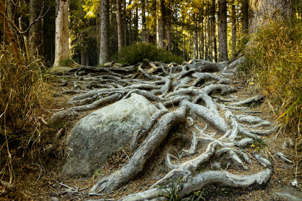 Tree roots on a hiking trail in the park.