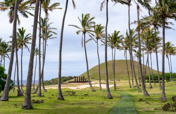 Looking down a palm-fringed lawn towards a line of Moai statues at Ahu Nau Nau, on the northern shores of tiny Easter Island. The Moai were constructed around five or six hundred years ago and represent the islanders' ancestors. They were all toppled after a period of tribal warfare broke out, though a number were restored in the twentieth century.