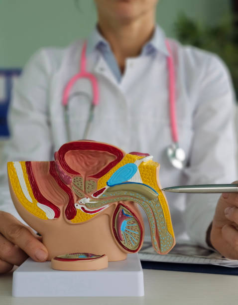 istock Doctors counseling patients with prostate cancer and using a penis model to show patients with prostate cancer 2183040422