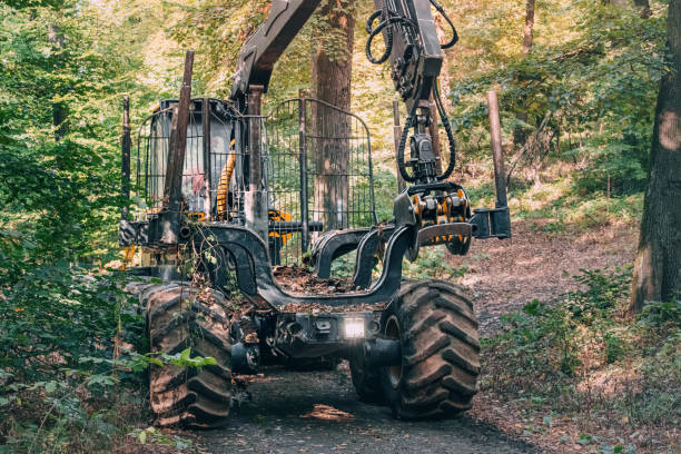 istock Heavy machinery, including a loader, operating outdoors in summer forest, highlighting the challenges of forestry and logging in nature 2183041429