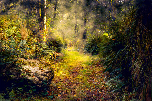 istock A forest path in the fog 2183043517