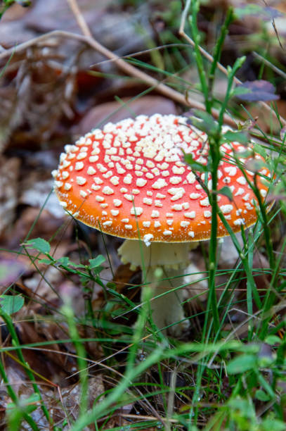 Fly agaric in the forest, on a sunny day in Autumn