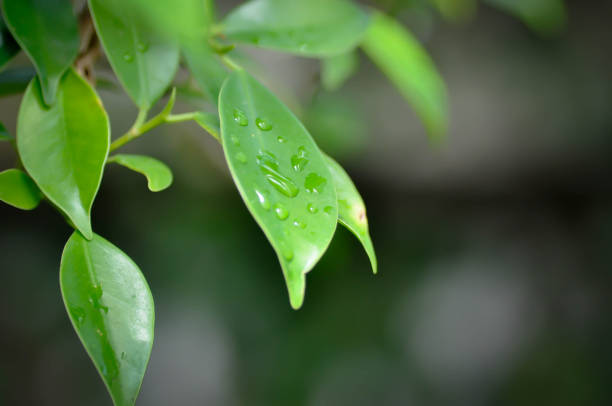 Ficus annulata Blume, Banyan Tree or MORACEAE and rain droplet or dew drop