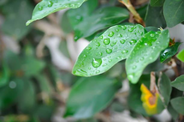 ficus pumila or climbing fig or MORACEAE and rain droplet or dew drop