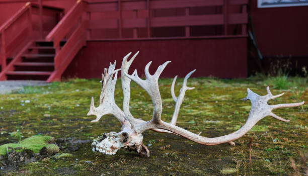 Skull of a reindeer with antlers kept as a trophy  seen outside the Kangerlussauaq airport which original was a US Airbase build during second world war and was a important link to Europe and today are home for air connections between Greenland and the rest of the world