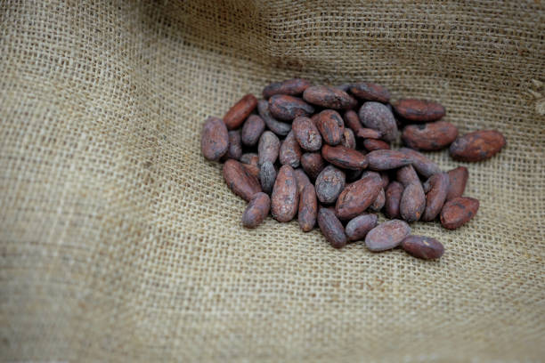 istock Cocoa Beans on the Jute Background. 2183053116
