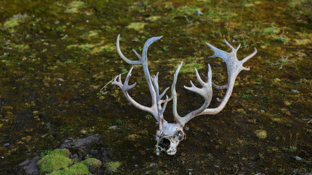 Ungulate skull on cracked earth, Khizi, Greater Caucasus Mountains