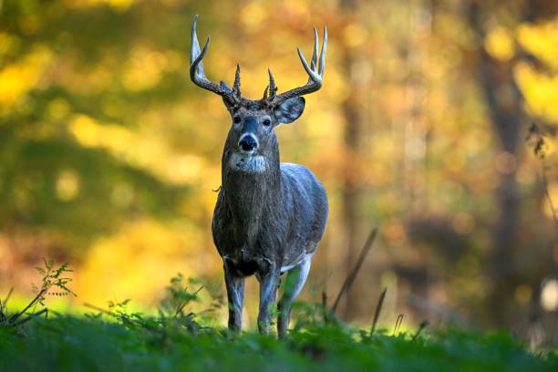 istock Majestic deer in autumn forest 2183055435