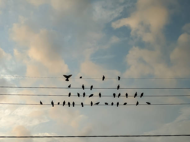 istock A tranquil assembly of birds perched on power lines, silhouetted against a pastel sky. 2183055490