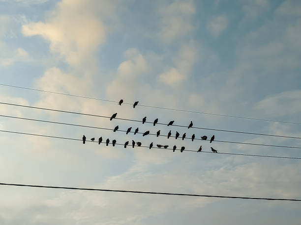 istock Birds perch in orderly rows on power lines under a serene, cloud-speckled sky. 2183055491