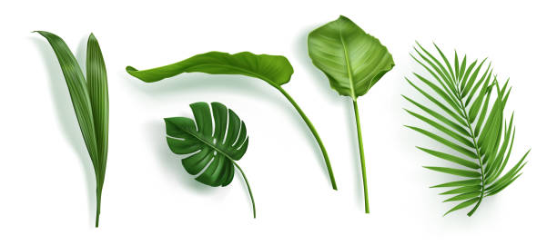 istock Tropic palm leaf isolated. Monstera plant leaves 2183055761