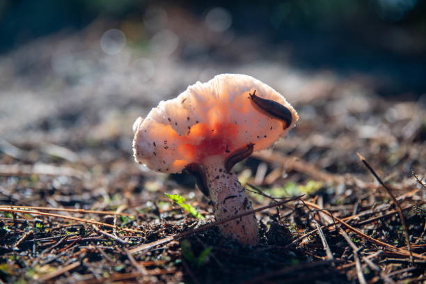 Mushroom in an undergrowth with a slug on it