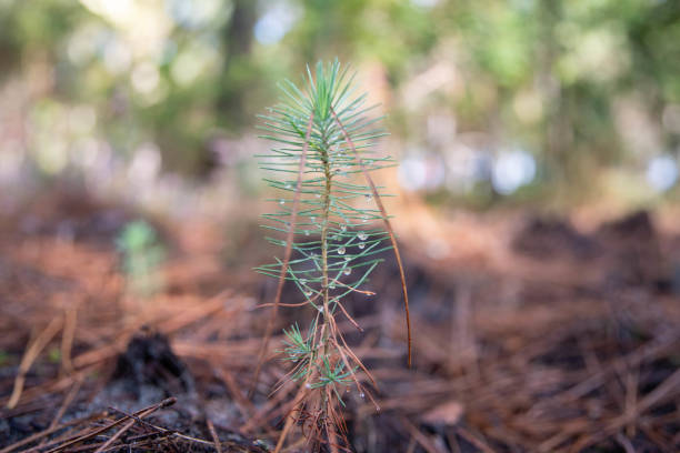 Close-up of a young pine tree with vivid green needles. The shallow depth of field highlights the branch against a soft, natural forest backdrop, evoking calm and freshness.
