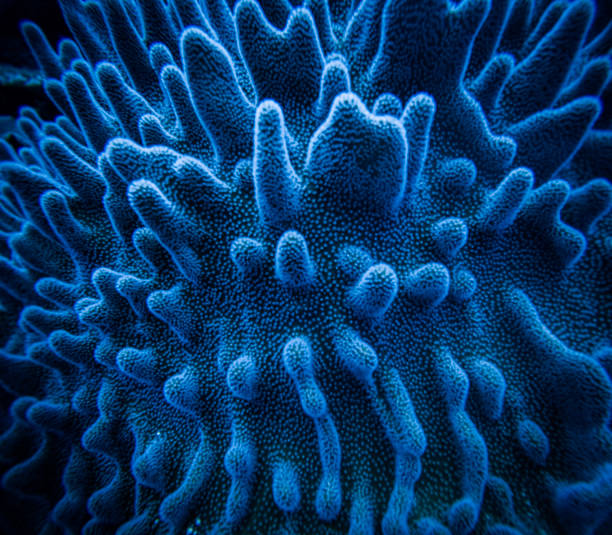 Blue soft corals, Savu Savu, Fiji