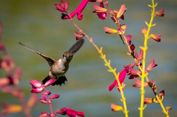 istock Hummingbird Hovering Near Pink Flowers 2183057136