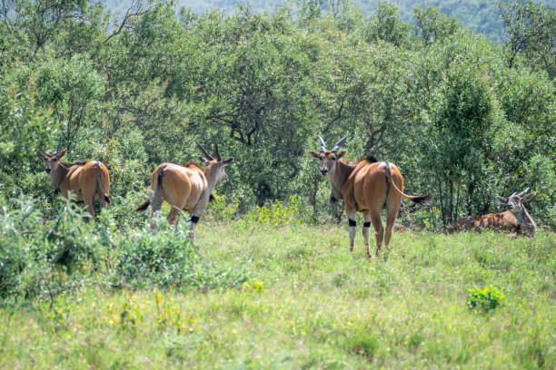 istock Herd of antelope is standing gracefully in a grassy field, Hells Gate, Kenya 2183058680