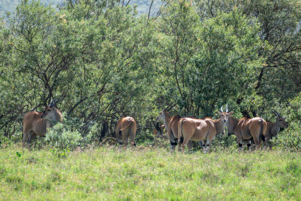istock Herd of antelope is standing gracefully in a grassy field, Hells Gate, Kenya 2183058988
