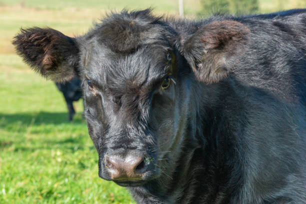 istock Potrait of black cow on pasture 2183061820