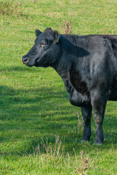 istock Potrait of black cow on pasture 2183061832