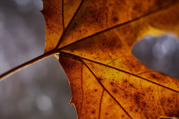 Close-up of an orange maple leaf in the fall. Single orange leaf on light shiny background.