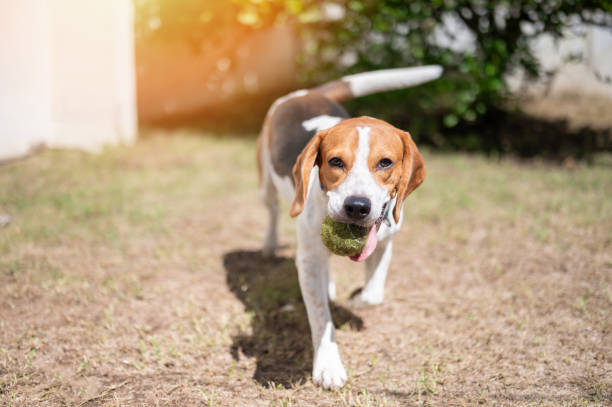 Beagle dog playing with tennis ball on green blurred background