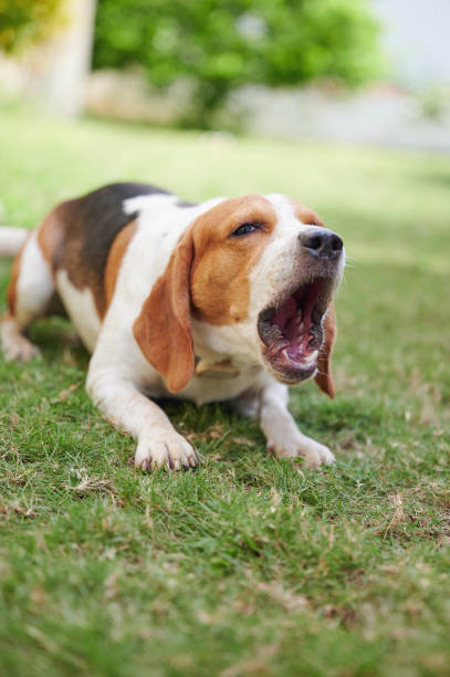 istock Barking beagle dog on green grass 2183064095
