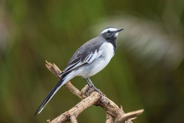 istock White-browed wagtail perched on a branch with a blurred green background 2183065532