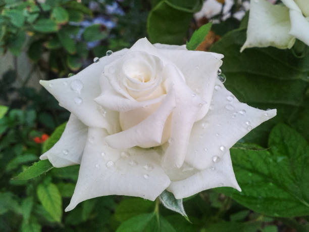 Close-up of a pink rose with dewdrops