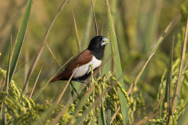 istock Tricolored munia perched on rice plants in a lush green field 2183065601
