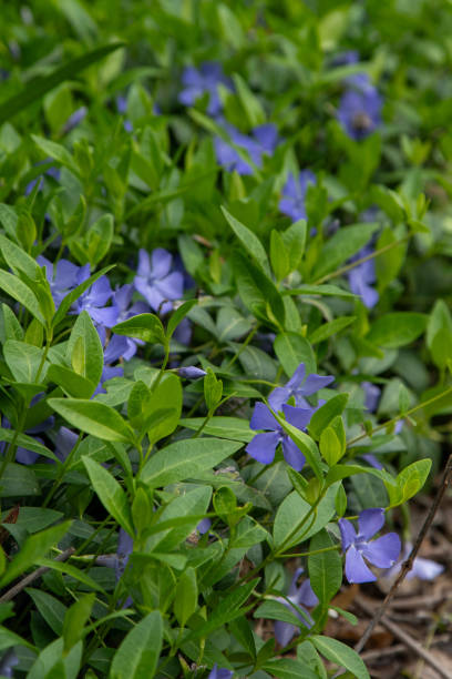 istock Periwinkle flower. Garden plant. 2183066739