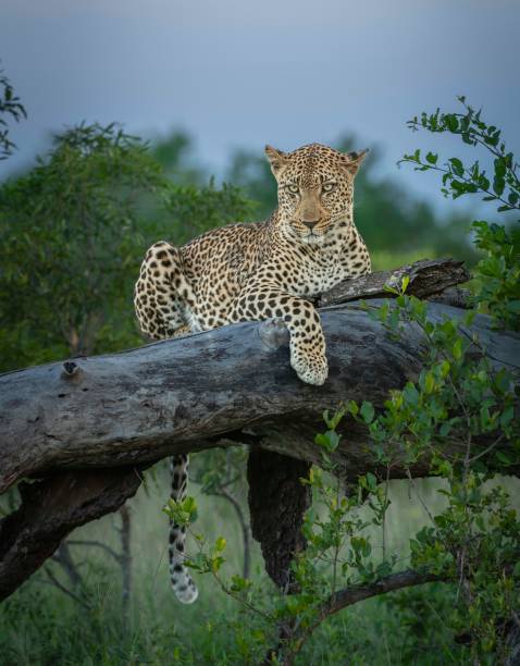 istock A mature male leopard at rest on the Lion Sands Reserve 2183067575