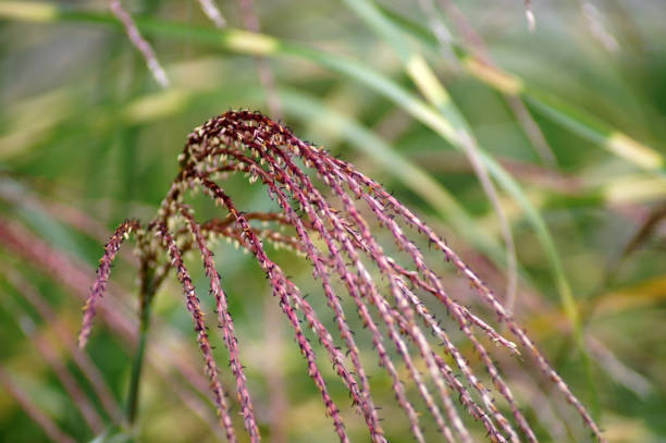 istock Seeds of Zebra Grass Porcupine Grass Miscanthus 2183067826