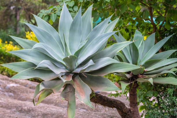 istock A green plant with many leaves along with a tree situated in the background 2183067987