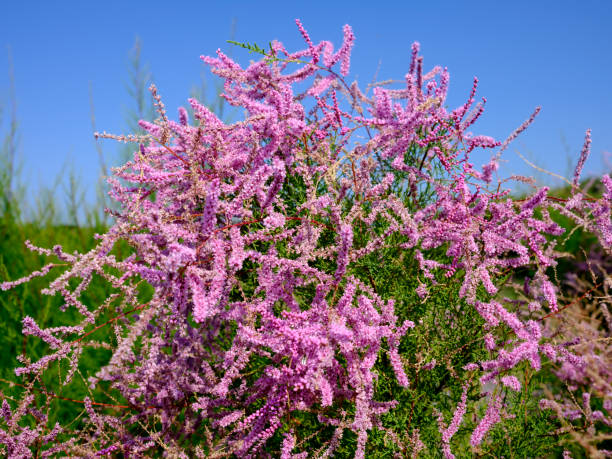 Free picture: saltcedar, plant, swamp, tamarix