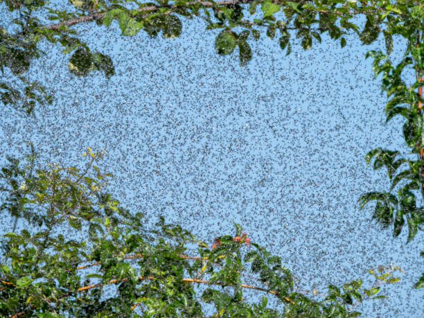 istock Cloud of insects flying over a blue sky 2183069306