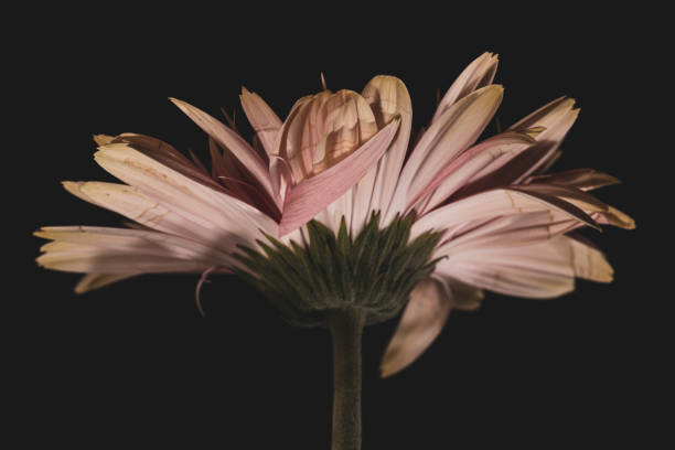 beautiful pink flower against a black background