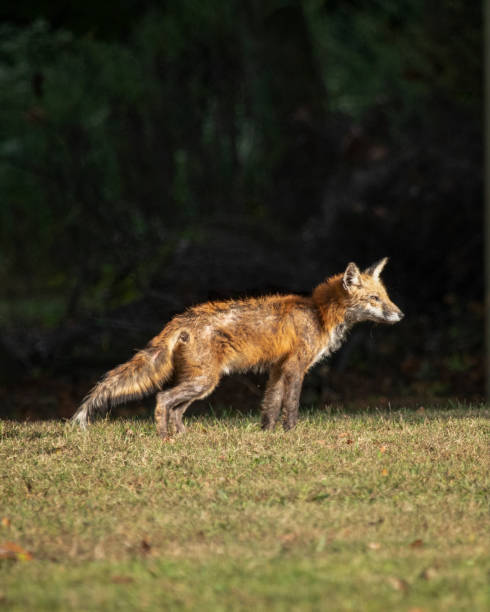 istock Red Fox with Mange Standing in Clearing 2183081816