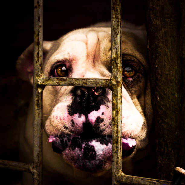 istock sad looking bulldog through a fence 2183081885